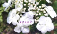 视频 “情歌小王子”小龙演唱《过火》