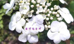 2022湖北长江杯青少年才艺大赛
