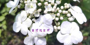 文爱艺第62部诗集《夜歌》襄阳首发研讨会–“春之歌”雅集